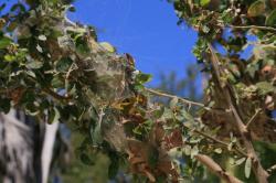 Larval insect webbing